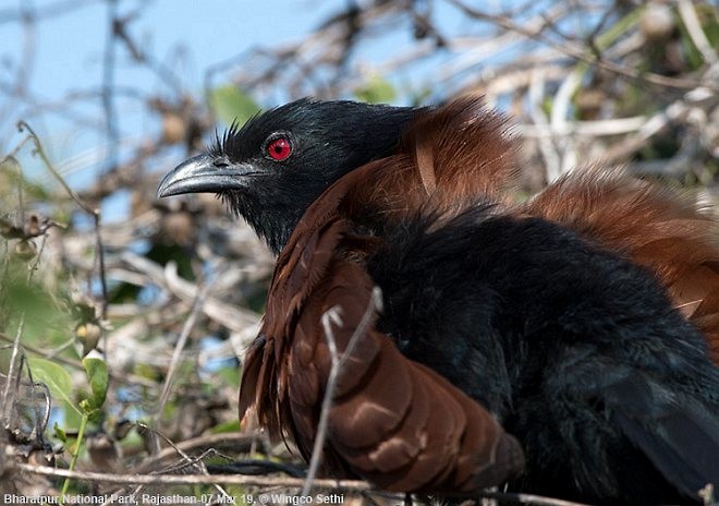 Greater Coucal (Greater) - ML379733071