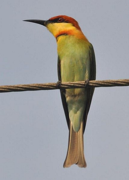 Chestnut-headed Bee-eater - ML379733801