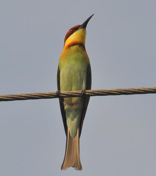 Chestnut-headed Bee-eater - Srimonti Dutta