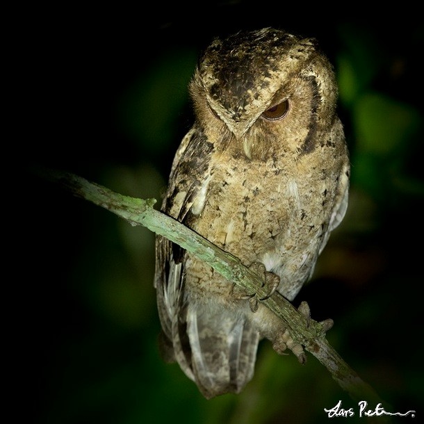 Sunda Scops-Owl - ML379734461