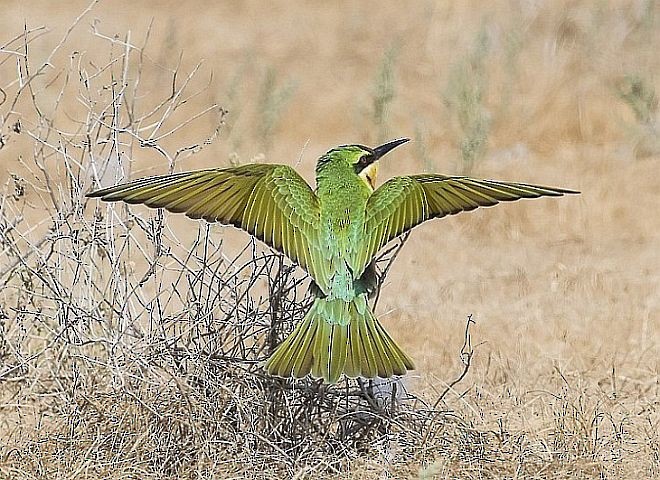 Blue-cheeked Bee-eater - ML379735171