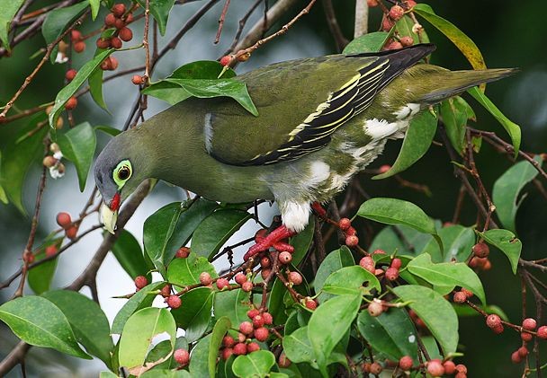 Крючкоклювый зелёный голубь (curvirostra) - ML379736671