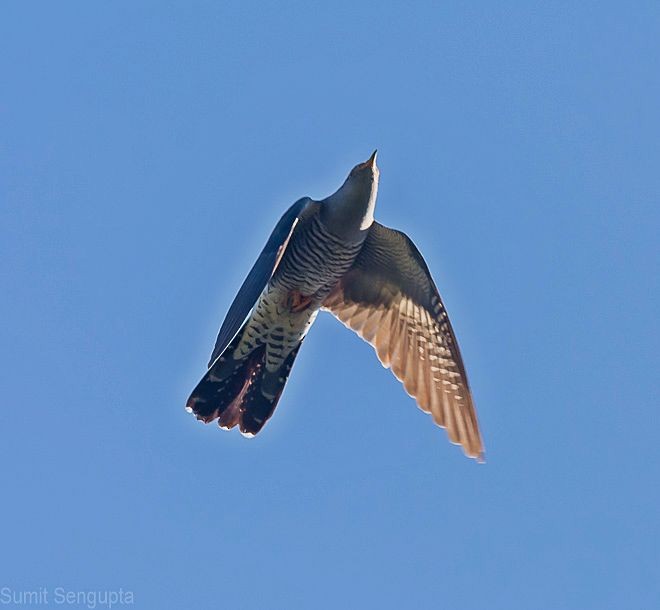 Common Cuckoo - ML379736791