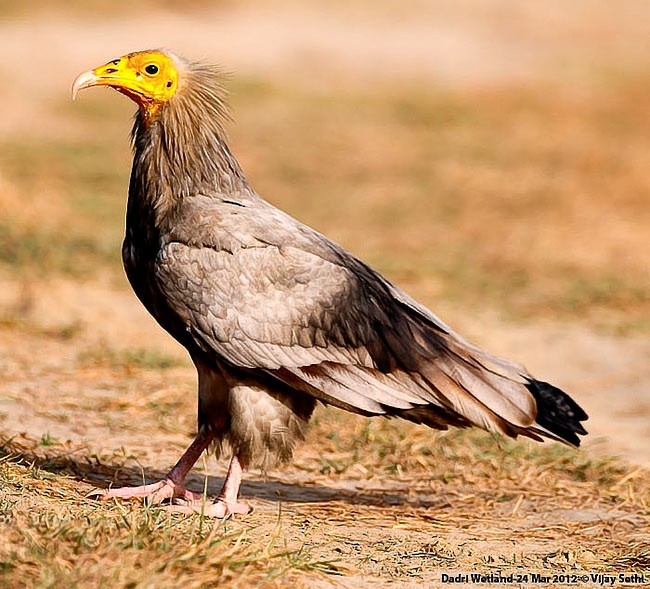 Egyptian Vulture - ML379737411