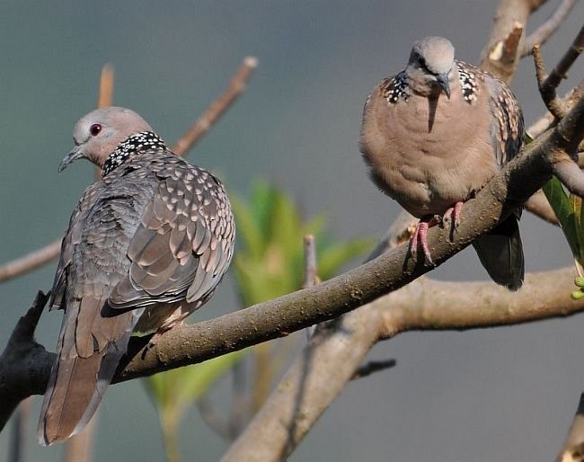 Spotted Dove (Western) - Padmanav Kundu