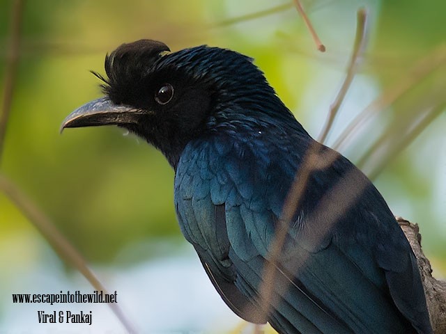 Greater Racket-tailed Drongo - ML379737691