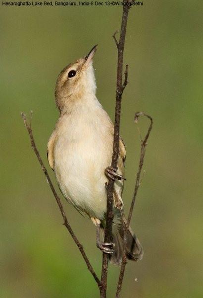 Booted Warbler - ML379738071