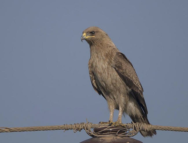Indian Spotted Eagle - ML379738181