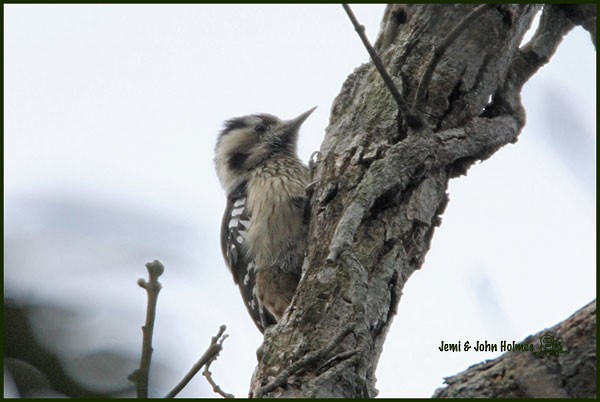 Gray-capped Pygmy Woodpecker - ML379738701