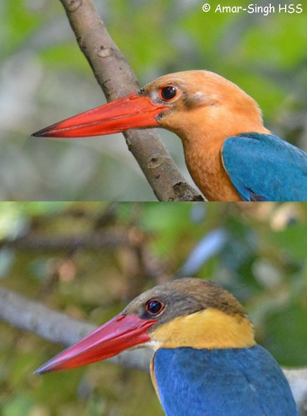 Stork-billed Kingfisher - ML379738711