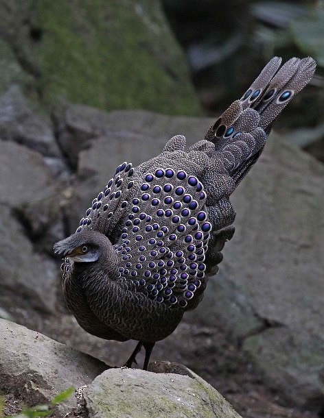 Gray Peacock-Pheasant - ML379738931