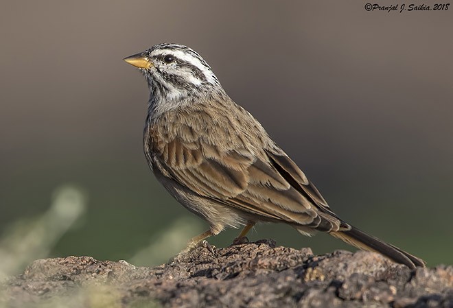 Striolated Bunting - ML379739731