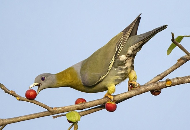 Yellow-footed Green-Pigeon - Tushar Bhagwat