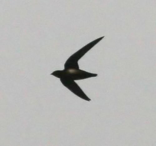 Silver-backed Needletail - ML379739901