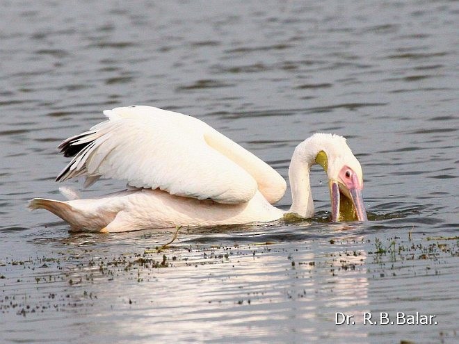 pelikán bílý - ML379740111