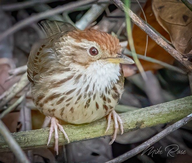 Puff-throated Babbler - Mike Rose