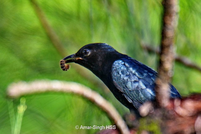 Square-tailed Drongo-Cuckoo - ML379740561