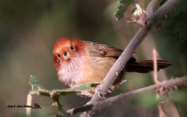 Brown-winged Parrotbill - ML379740751