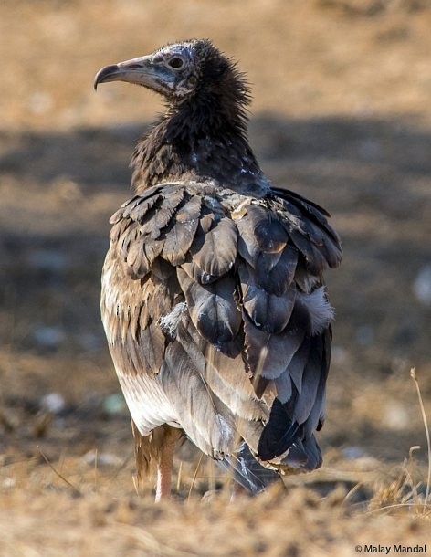 Egyptian Vulture - ML379740871