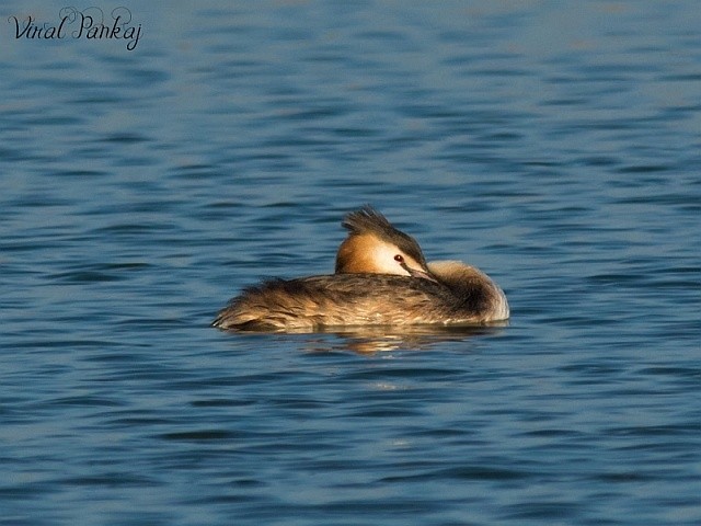 Great Crested Grebe - ML379741521