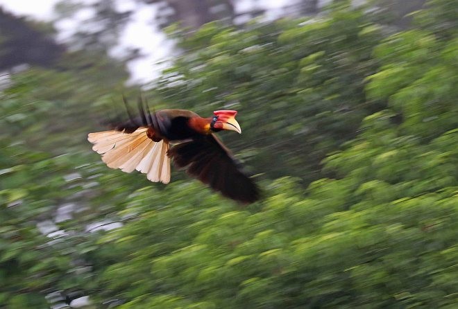 Rufous Hornbill (Southern) - ML379741781