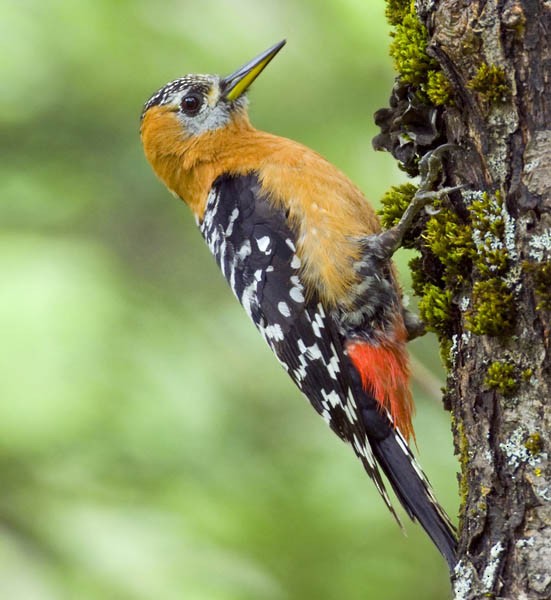 Rufous-bellied Woodpecker - ML379741991