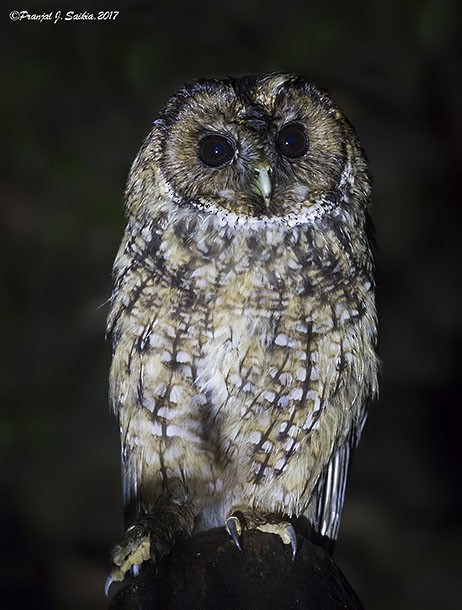 Himalayan Owl - ML379742001