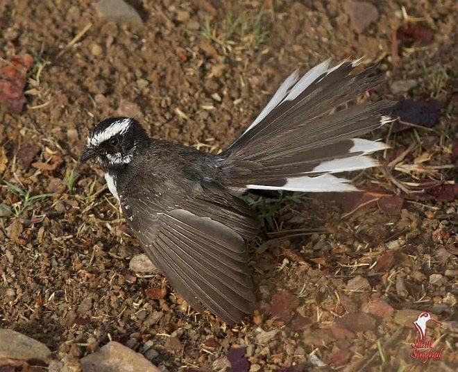White-browed Fantail - ML379742261
