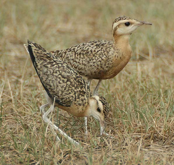 Indian Courser - ML379742331