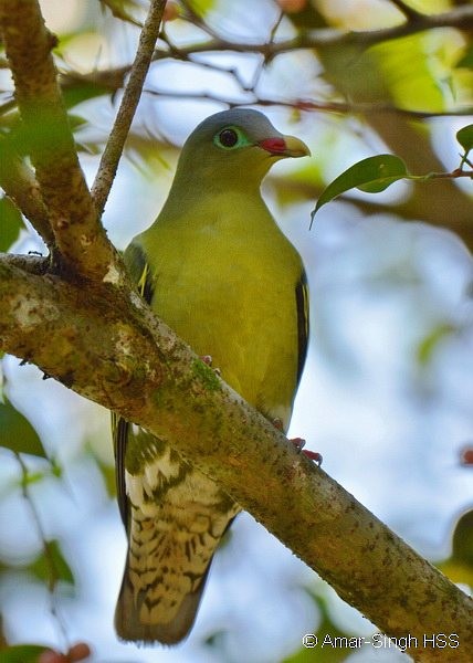 Thick-billed Green-Pigeon (Thick-billed) - ML379742361