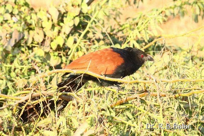 Greater Coucal (Southern) - ML379742491