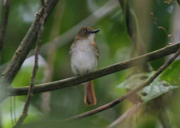 Chestnut-tailed Jungle Flycatcher (Philippine) - ML379742521