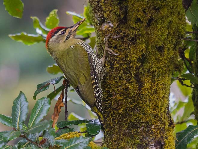 Scaly-bellied Woodpecker - Sumit  Sengupta