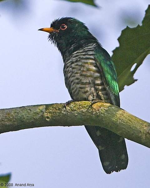 Asian Emerald Cuckoo - Anand Arya