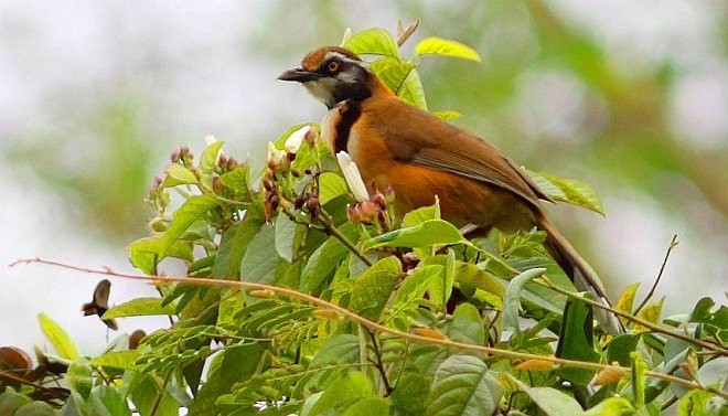 Lesser Necklaced Laughingthrush - ML379743281