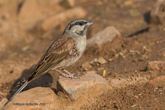 White-capped Bunting - ML379743411