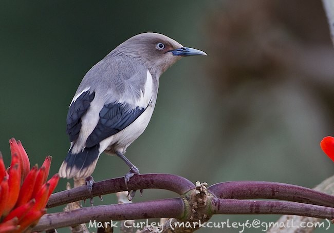 White-shouldered Starling - ML379743701