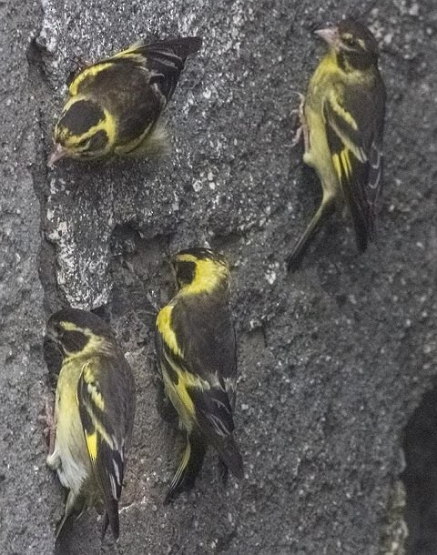 Yellow-breasted Greenfinch - Anupam Khanna