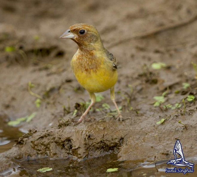 Red-headed Bunting - ML379744141