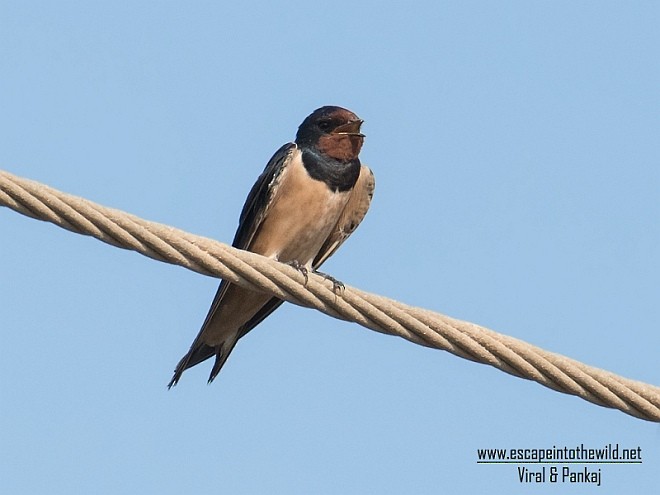 Barn Swallow - Pankaj Maheria
