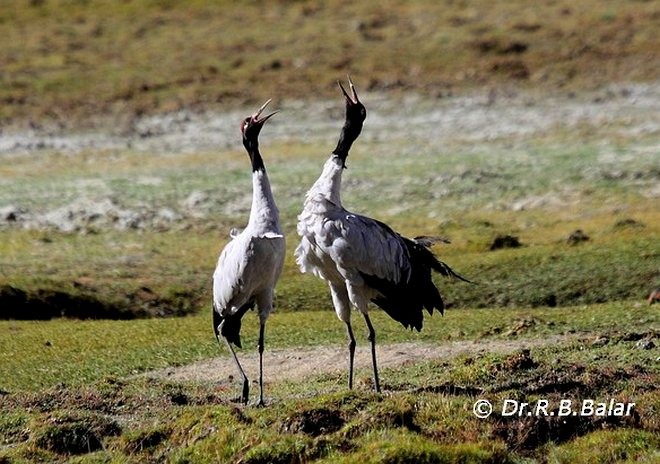 Black-necked Crane - Dr. Raghavji Balar
