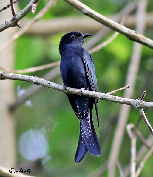 Fork-tailed/Square-tailed Drongo-Cuckoo - Subrato Sanyal