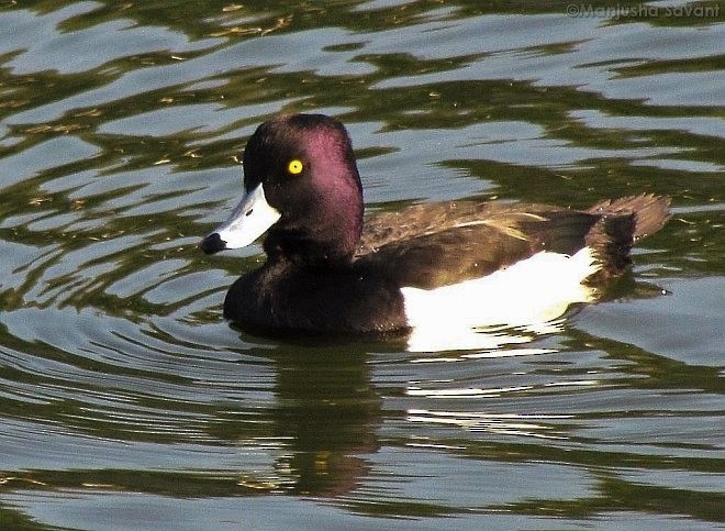 Tufted Duck - ML379744701
