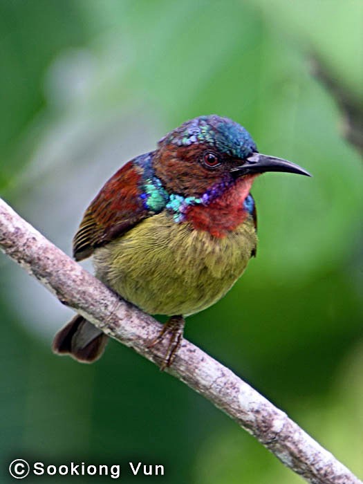 Red-throated Sunbird - Vun kiong