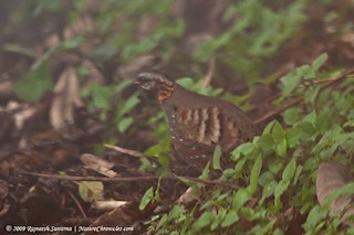 Rufous-throated Partridge, ML379744801