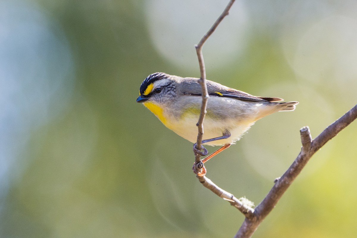 Spotted Pardalote - David Southall