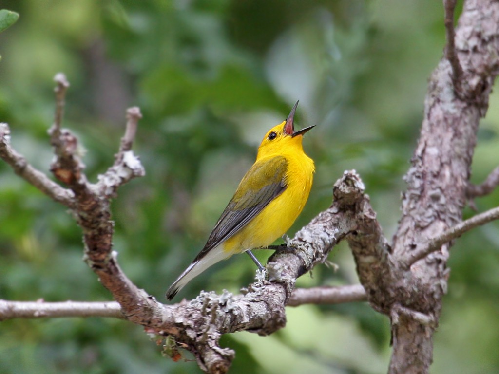 Prothonotary Warbler - Dick Dionne