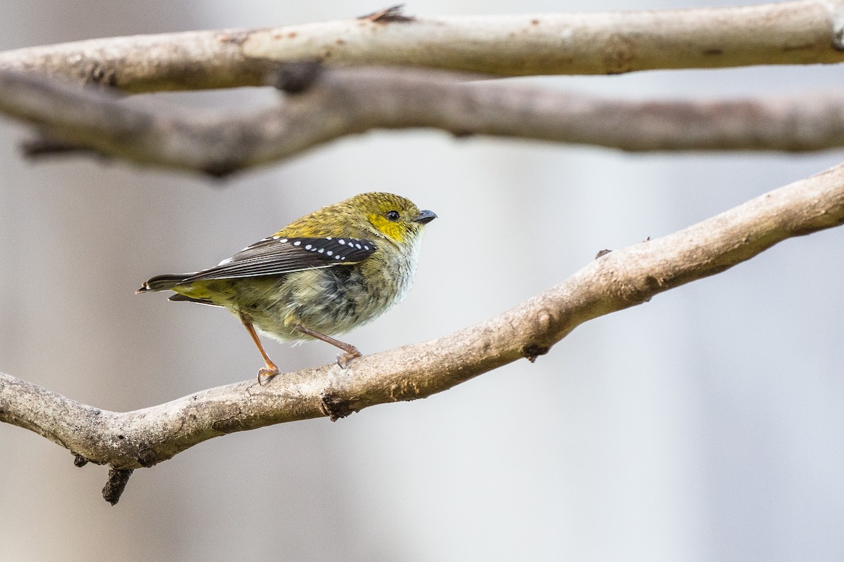 Forty-spotted Pardalote - ML379749901