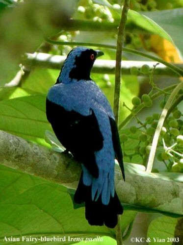Asian Fairy-bluebird - ML379751511