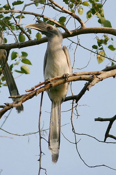 Indian Gray Hornbill - Eling Lee